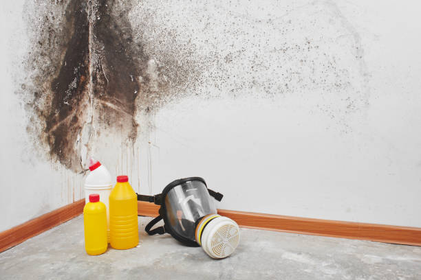 Best Certified Mold Removal  in Sloatsburg, NY