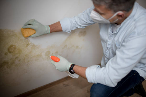 Best Black Mold Removal  in Sloatsburg, NY