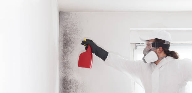 Best Toxic Mold Removal  in Sloatsburg, NY