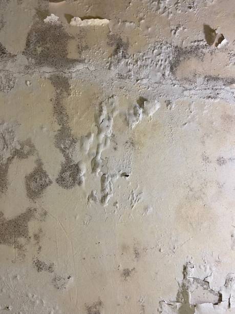 Best Residential Mold Removal  in Sloatsburg, NY