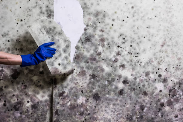 Crawl Space Mold Removal in Sloatsburg, NY