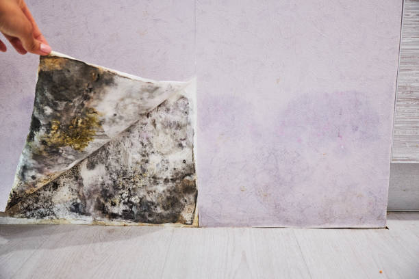 Best Home Mold Removal  in Sloatsburg, NY